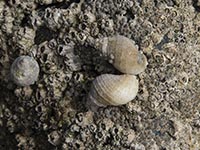 Nordische Steinchenschnecke